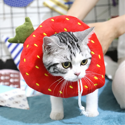 Collerette Chat | Protection Postopératoire Douce