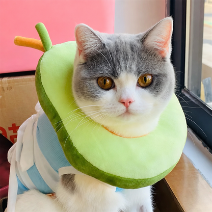 Collerette Chat | Protection Postopératoire Douce