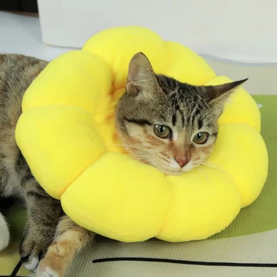 Collerette chat fleur jaune chat allongé sur le canapé 