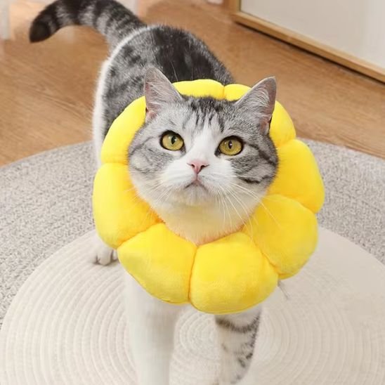 Collerette chat fleur jaune chat attends friandise 