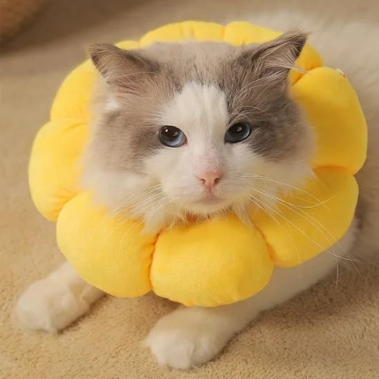 Collerette chat fleur jaune chat couché confortable 