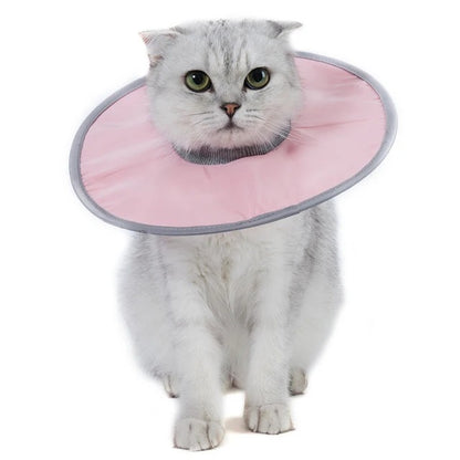Collerette chat