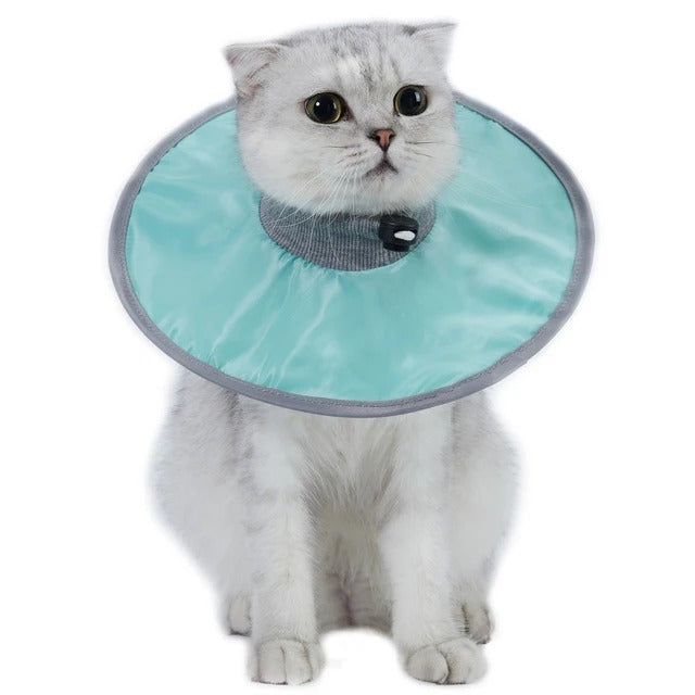 Collerette chat