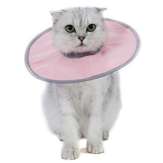 Collerette chat