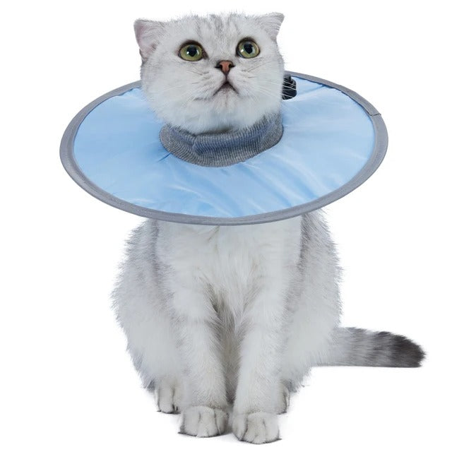 Collerette chat