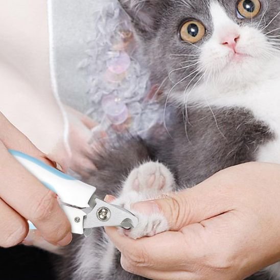 Coupe griffe Chat bleu coupe les griffes du chat blanc et gris 