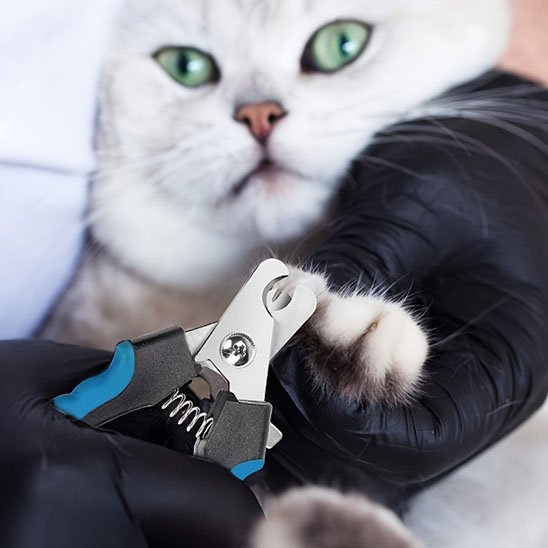Coupe griffe Chat coupe bien et est ergonomique 