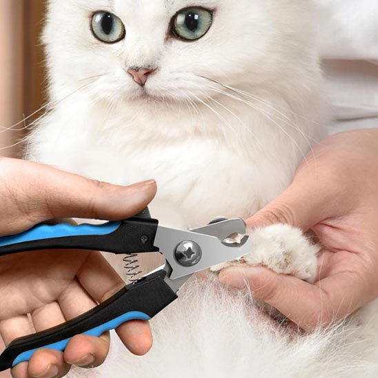 Coupe griffe Chat coupe les griffes du chat blanc