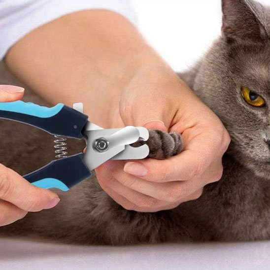 Coupe griffe Chat coupe les griffes du chat gris