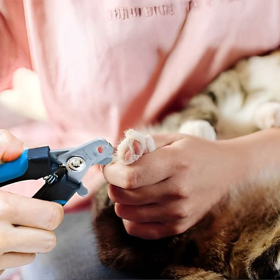 Coupe griffe Chat coupe les griffes du chat 