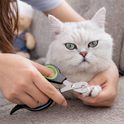 Coupe griffe Chat noir chat se fait couper les griffes 