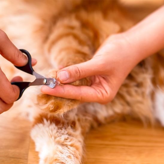 Coupe griffe Chat noir coupe les griffes d'un chat roux