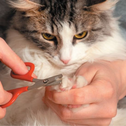 Coupe griffe Chat rouge coupe les griffes d'un chat tigré