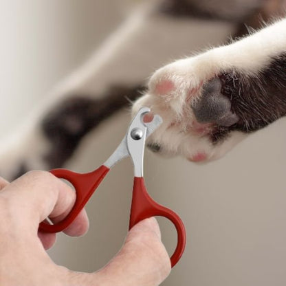 Coupe griffe Chat rouge coupe les griffes d'un chat 