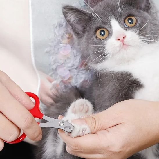 Coupe griffe Chat rouge coupe les griffes d'un chaton 