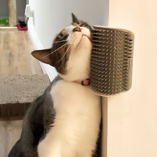  brosse pour chat chat gris et blanc avec un collier rouge frottant sa joue contre