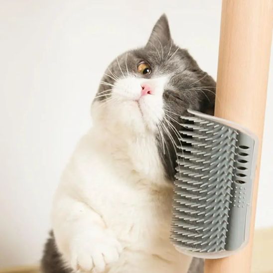 brosse pour chat chat gris et blanc frottant sa joue contre elle