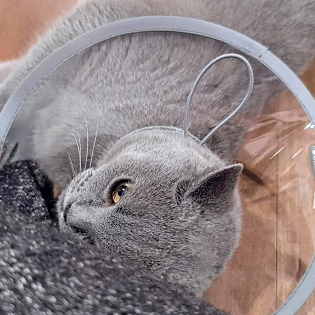 Collerette chat | Ultra-légère