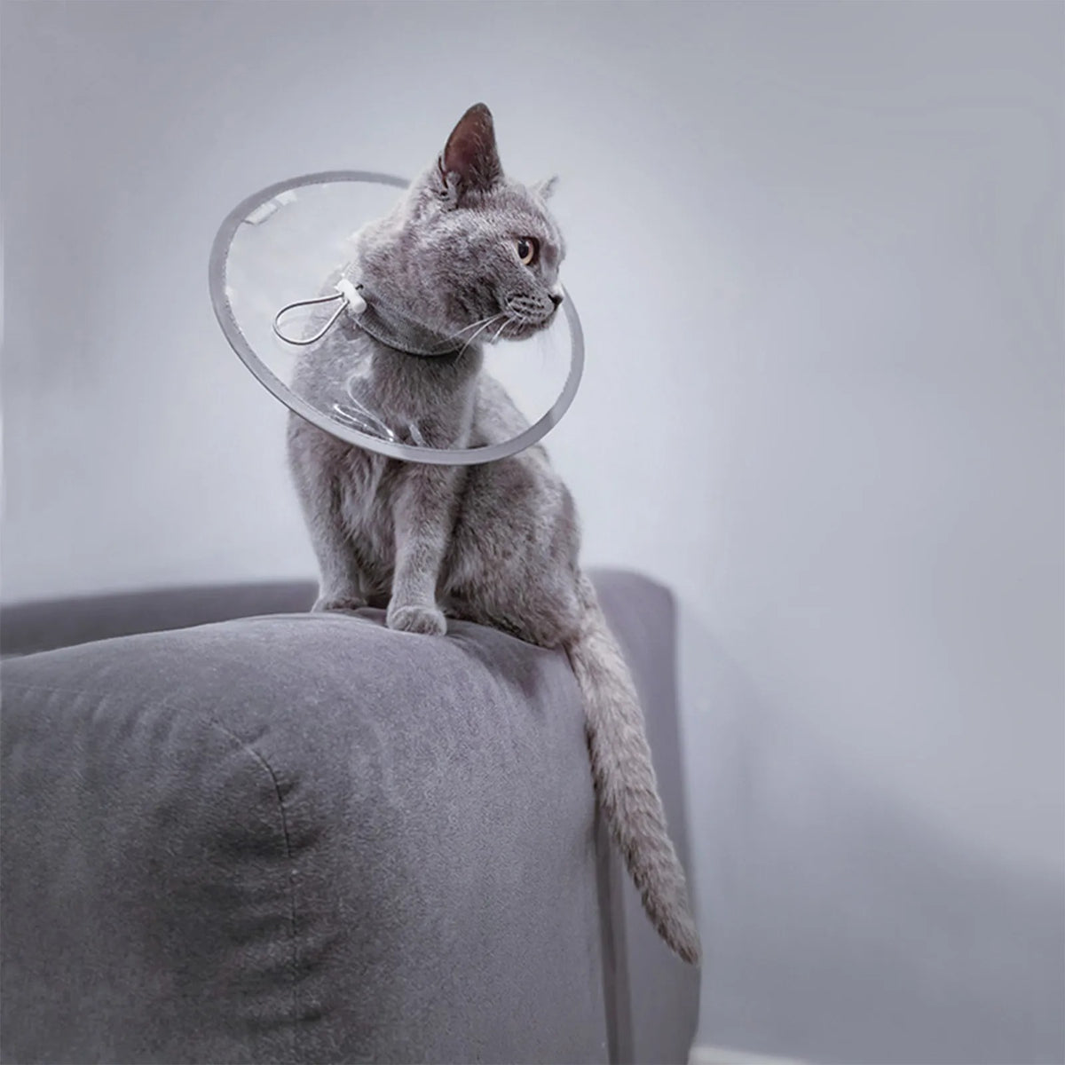 Collerette chat | Ultra-légère