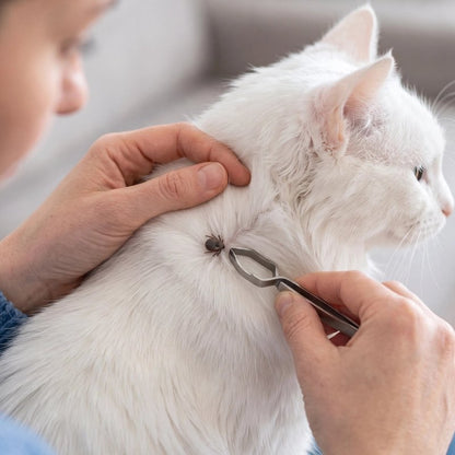 Pince à tique maître retire les tiques sur chat blanc 