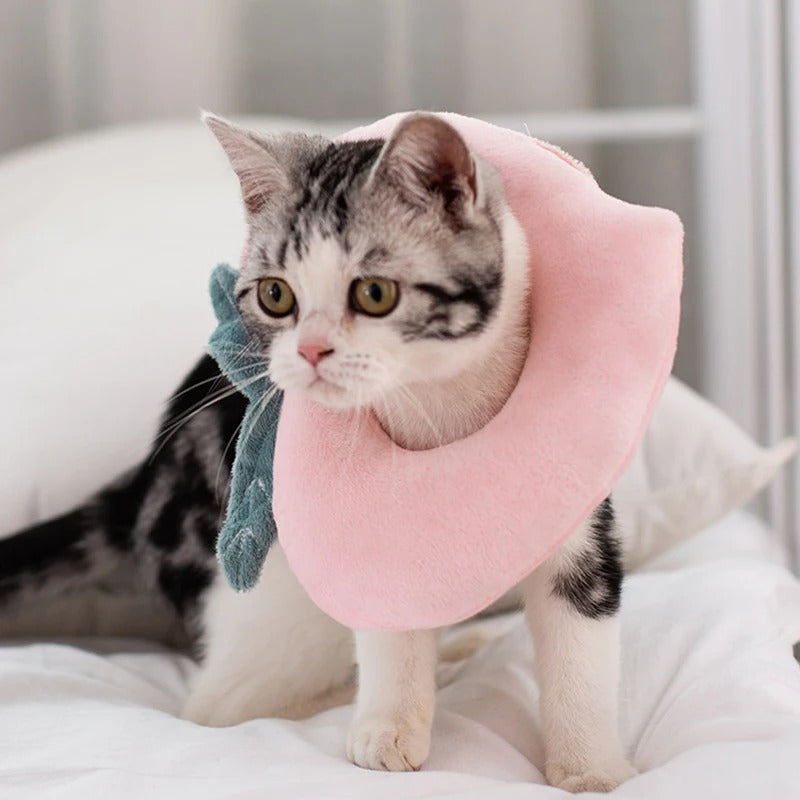 Collerette Chat | Protection Postopératoire Douce
